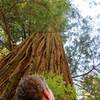 A man tries to see the top of a 250-foot tall coastal redwood.
