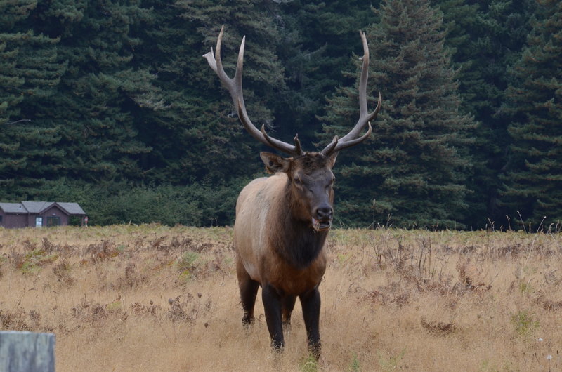 A Roosevelt elk says hello along the Elk Prairie Trail.