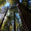 Sunshine filtering through the canopy of trees along the Hope Creek Trail.