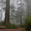 Lady Bird Johnson Grove on a lovely, misty day.