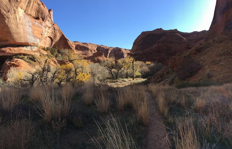Looking down trail in Coyote Gulch.