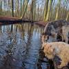 The dogs enjoying a tasty drink at the brook. | Lekker drinken uit de beek.