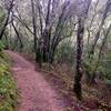 On the Polly Geraci Trail in Pulgas Ridge Open Space Preserve.