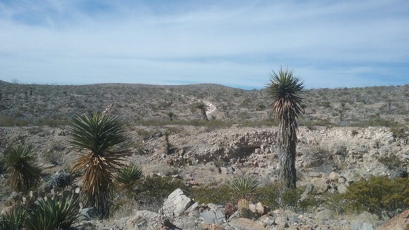 The Palisades Canyon Loop Trail offers plenty of yuccas.