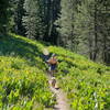 The Switchback Trail winds through carpets of mule's ear in Royal Gorge.