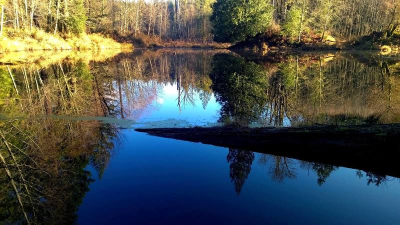 The lower ponds of the Redmond Watershed are beautiful in the late-afternoon sun.