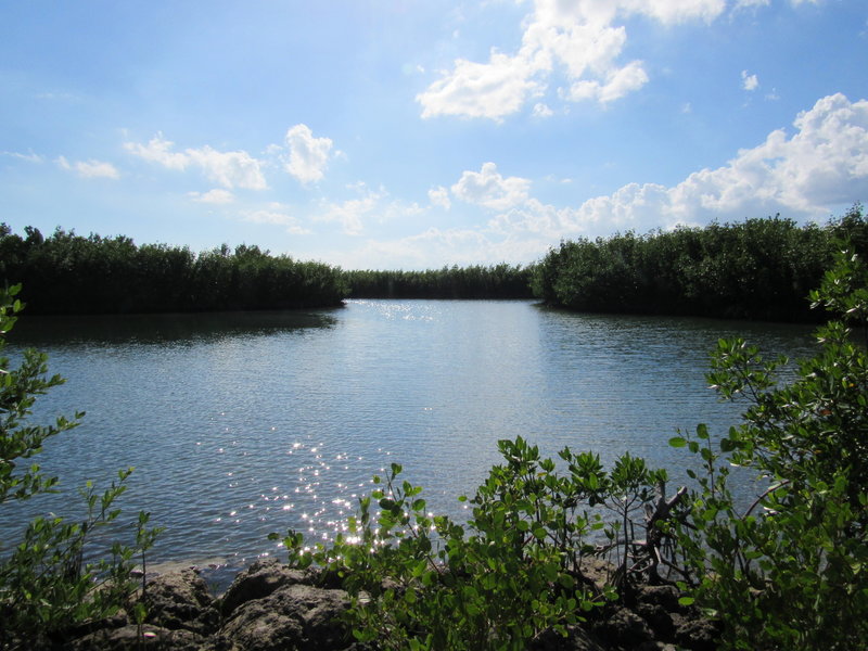 Mangroves are numerous in this area.