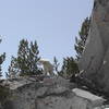 A mountain goat takes in the view on the Snow Lakes Trail #1553.