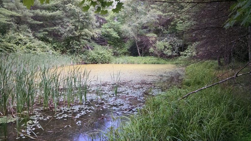 The pond is located at the end of the Weaver Way Trail in Little Beaver State Park.