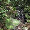 Multiple waterfalls have been known to grace the El Yunque Trail at any given time.