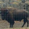 A bison says "hello" at the Fort Worth Nature Center & Refuge.