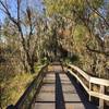 The Marsh Overlook Trail offers a scenic boardwalk experience amidst dramatic, wispy foliage.