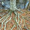 This beech tree has spread an abundance of roots above ground. Keep an eye out for this beautiful specimen along New Hope Creek.