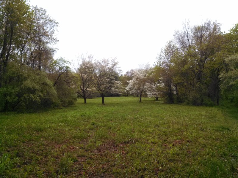 Early spring fields begin to pop into blossom in Hope Goddard Iselin Preserve.