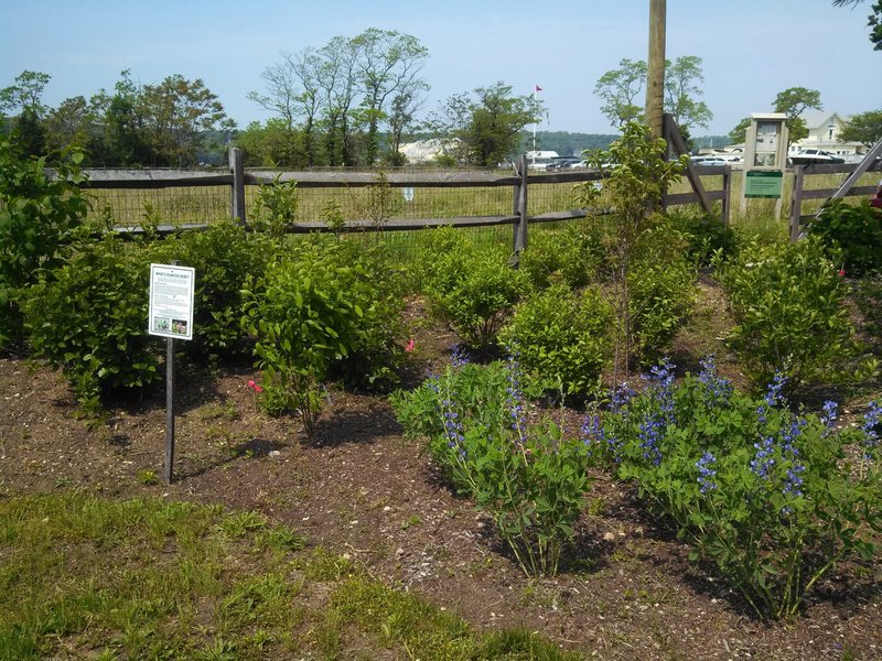 The Pollinator Garden offers visitors a unique look at the plants that bees and other pollinators love.