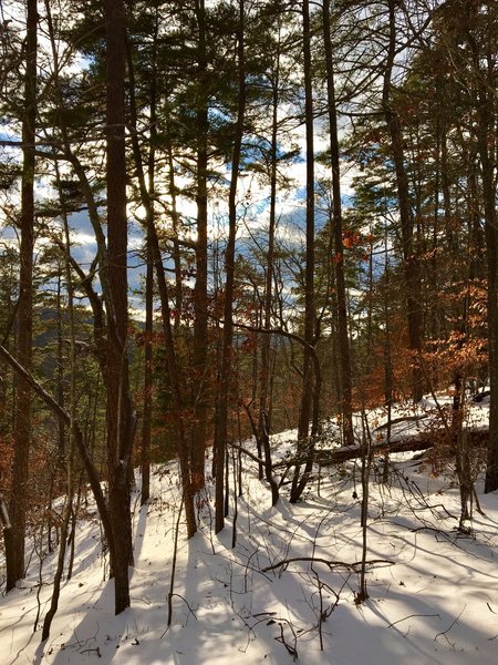 The summit of Piney Mountain comes alive in the afternoon sun.