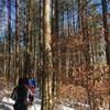 Our group approaches one of Charles Deam Wilderness's white pine groves during a wintertime hike.