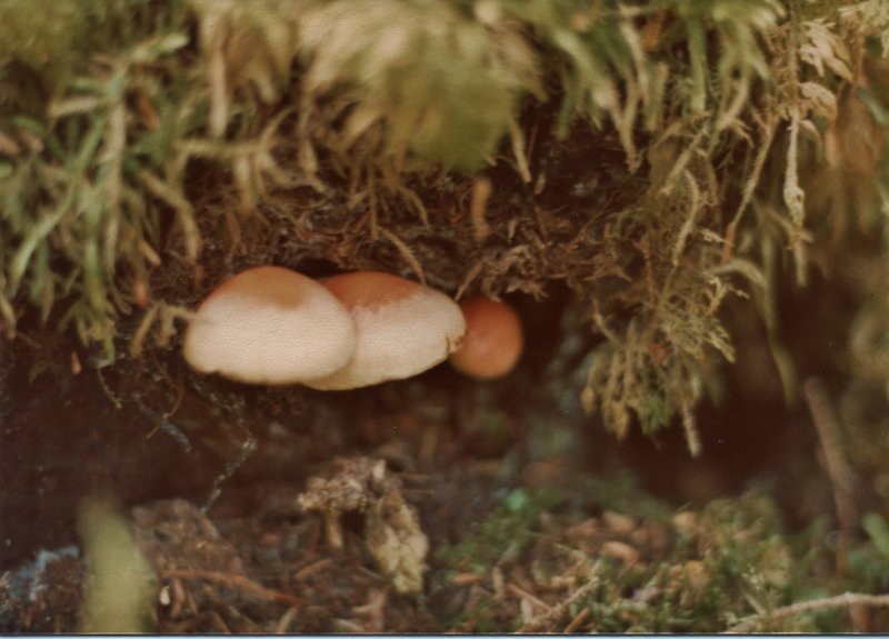 Brown-and-beige mushrooms take shelter in the dark vegetation of late August.