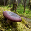 An interesting mushroom pops through the undergrowth along the Forest Trail.
