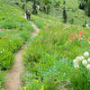 A pair of backpackers treks through flower-filled meadows in mid-August on the Long Canyon Trail.