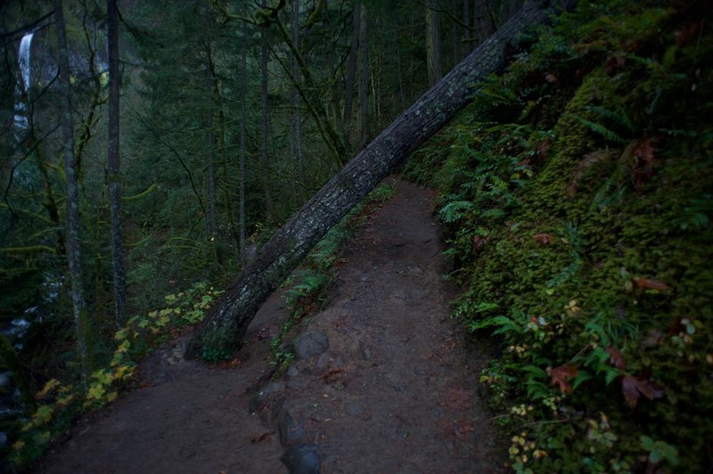 This tree growing on the trail is the only challenging section of the hike. You have to go under it, and then around it.