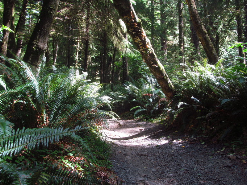 Ecola State Park Hike Rainforest Hugs The Trail In Ecola State Park.