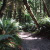 Rainforest hugs the trail in Ecola State Park.