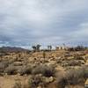 Joshua Tree National Park's Ryan Ranch offers gorgeous views of the surrounding desertscape.