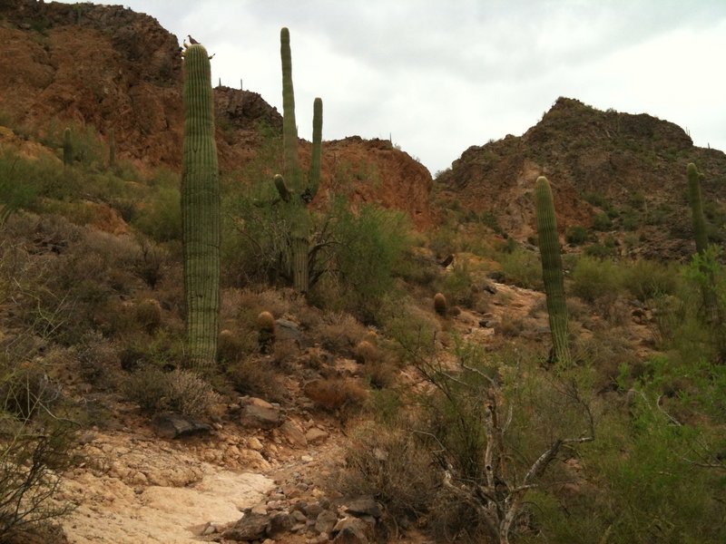 The trail is rocky and rife with saguaro on the way to the saddle.