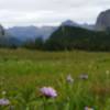 Wildflowers warm the spring landscape near Logan Pass in Glacier National Park.