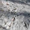Wolf tracks dot the snow on the Sheltowee Trace Trail.