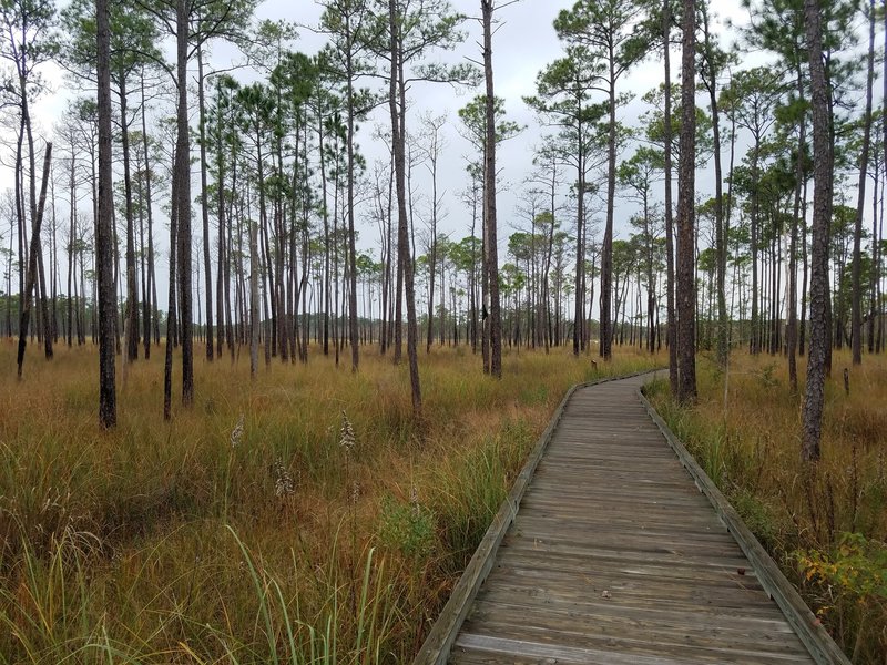 Boy Scout Road Boardwalk Trail Hiking Trail, Lacombe, Louisiana