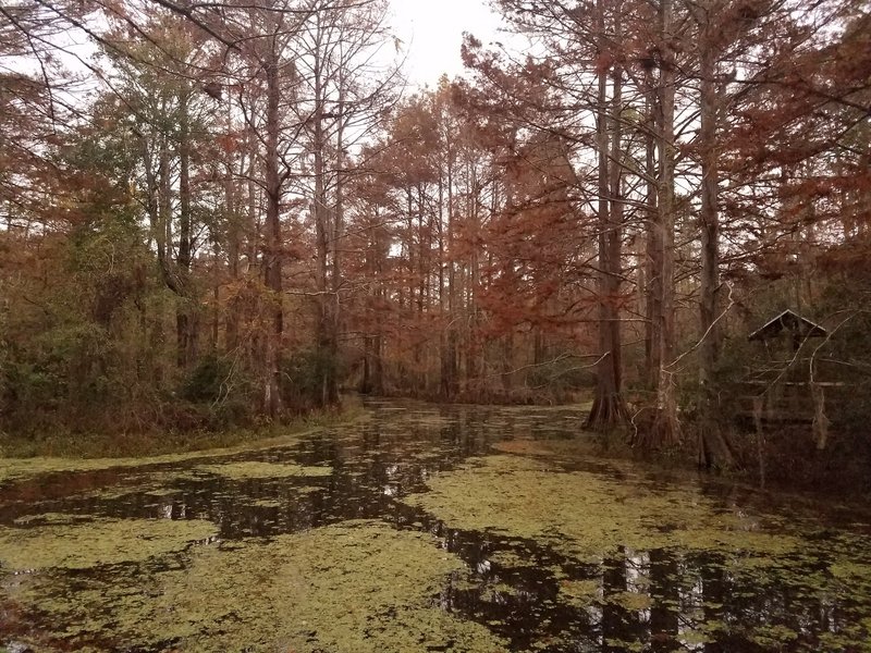 Gorgeous swamp views are abundant on the Acclimatization Trail.