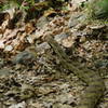 Stay mindful of where you step - there are Eastern Timberland Rattlesnakes in Harriman State Park.