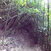 Bamboo surrounds the trail in Friendship Garden.