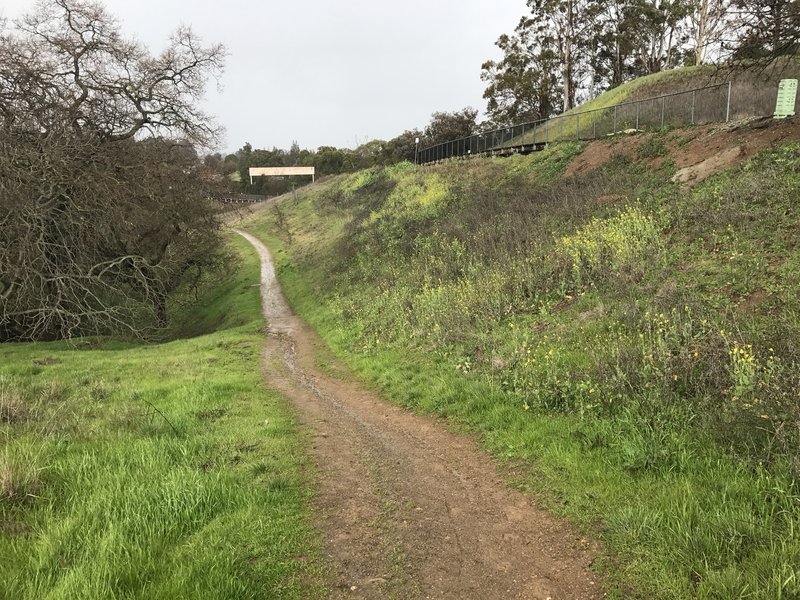 The trail descends along Cristo Rey Drive as wildflowers grow along both sides of the trail.