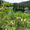 Rhododendron and bear grass bloom along the Cast Lake Trail as it approaches Cast Lake. Photo by Yunkette.
