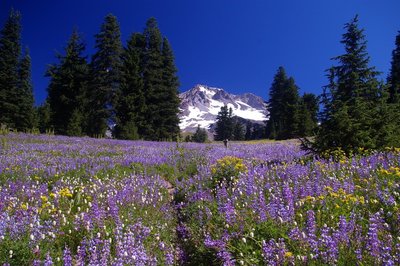 are dogs allowed in mt hood national forest