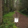 The east end of the Road 19 Trail #775B is just outside of Rhododendron. Photo by USFS.