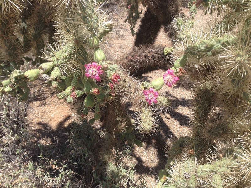 There's lots of cholla on the Moon Rock Trail. While they're not fun to run into, they're pretty when they bloom.