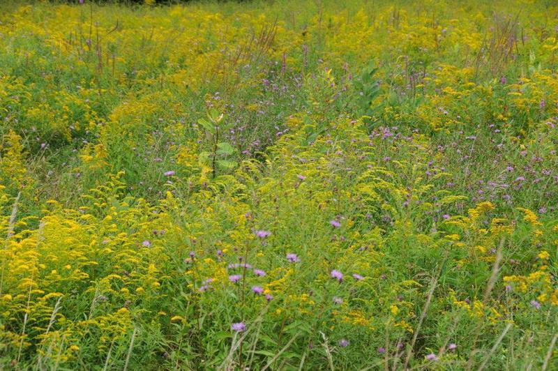 The lower meadow in Schunnemunk State Park can be peppered with bright wildflowers.