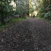 It's a smooth ascent to the parking area along the Purisima Creek Trail.