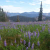 A meadow full of lupines graces the hills near Boulder Mountain.