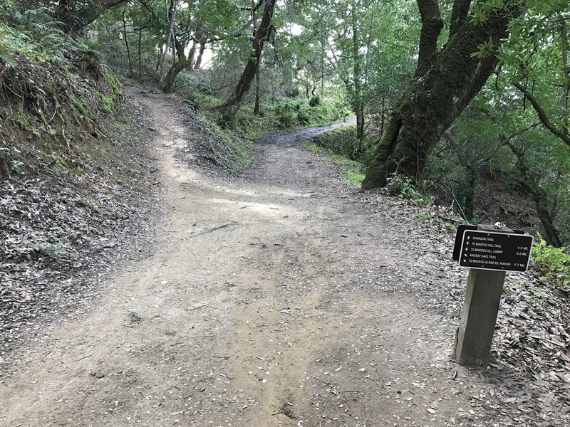 The Ancient Oaks Trail joins up with the Charquin Trail in the oak woods.