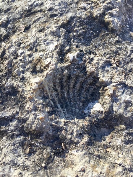 Fossilized shellfish are numerous in the limestone along the Caprock Trail.