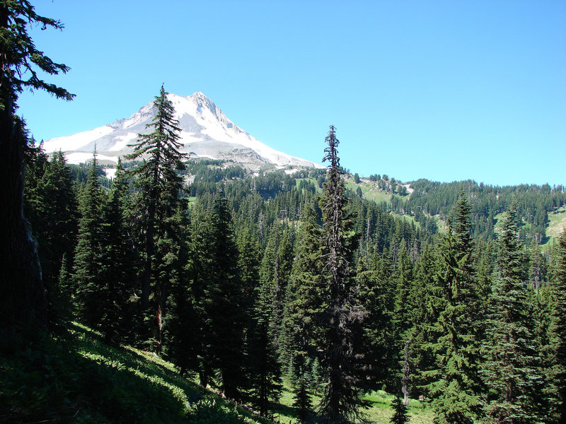 Mt. Hood can be seen from some openings on the Umbrella Falls Trail ...