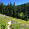 Meadows of lupine and bear-grass adorn the trail to Umbrella Falls. Photo by Colette Gardniner.