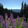 Lupine carpets the ski-run openings along the Umbrella Falls Trail. Photo by Colette Gardiner.