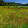 There are large wet meadows around the North Arm Campground and the Timothy Lake Trail. Photo by Gene Blick.