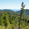 The Howard King Trail offers gorgeous views looking out to the Pacific Ocean over Big Basin's lush forests.